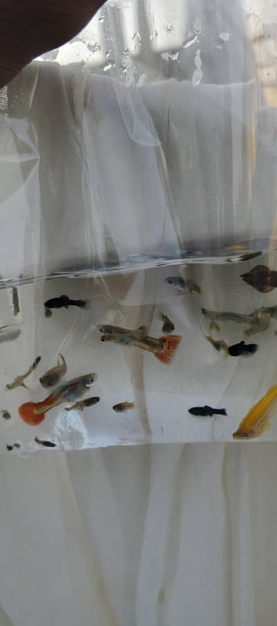 Guppy fish babies