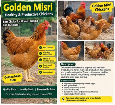 Golden Misri Murghi, Murga for Sale