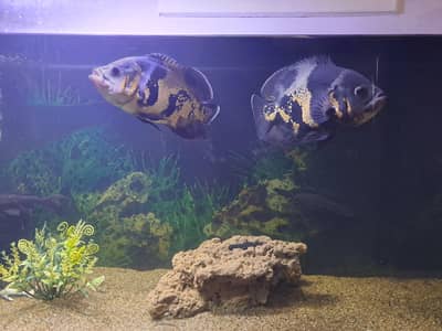 Healthy Oscar Fish Pair 6–7 Inch | 16 Months Care | Imported Feed