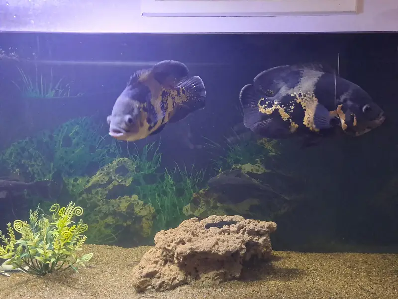 Healthy Oscar Fish Pair 6–7 Inch | 16 Months Care | Imported Feed — photo 2