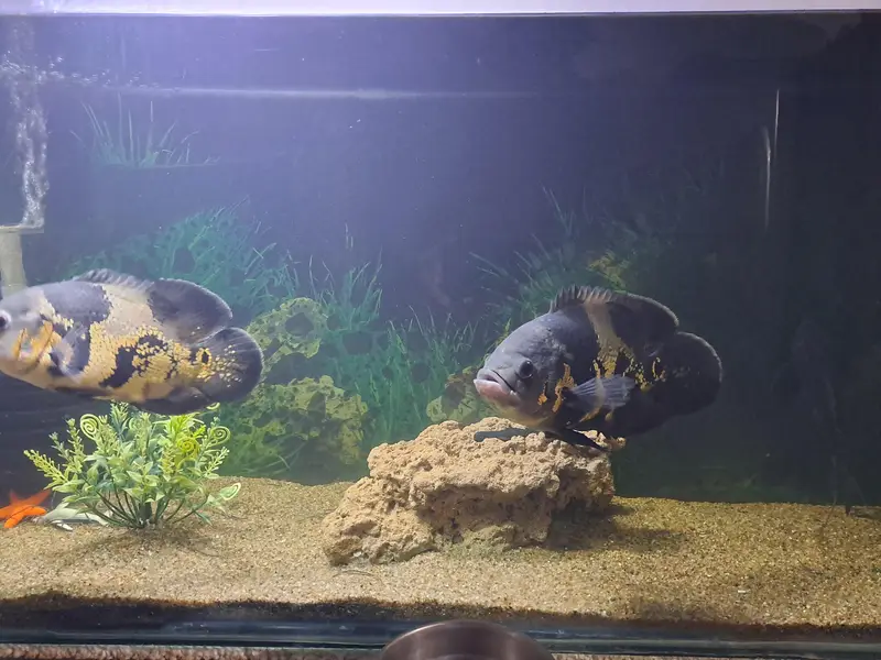 Healthy Oscar Fish Pair 6–7 Inch | 16 Months Care | Imported Feed — photo 3