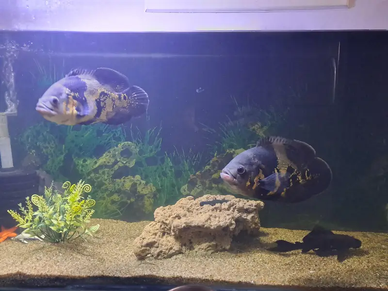 Healthy Oscar Fish Pair 6–7 Inch | 16 Months Care | Imported Feed — photo 6