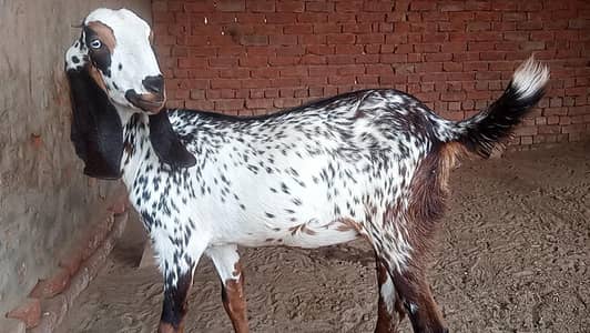 Makhi Cheeni Beetal 2 Daant Goats - Head Rajkan