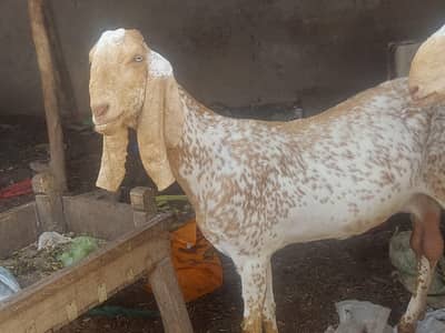 makhi chene females