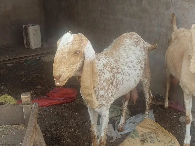 makhi chene females — photo 2