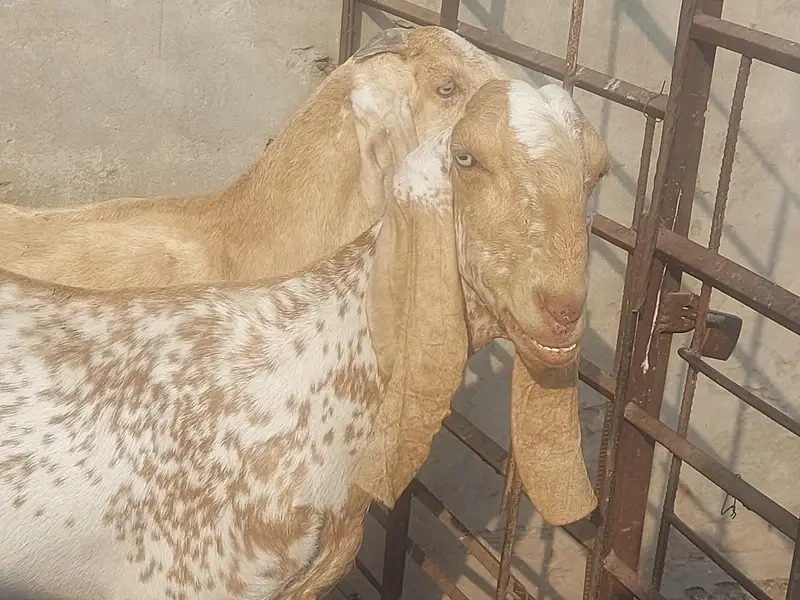 makhi chene females — photo 4
