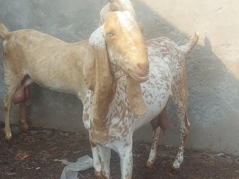 makhi chene females — photo 5