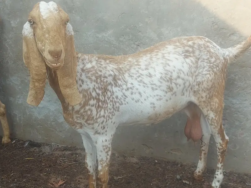 makhi chene females — photo 6