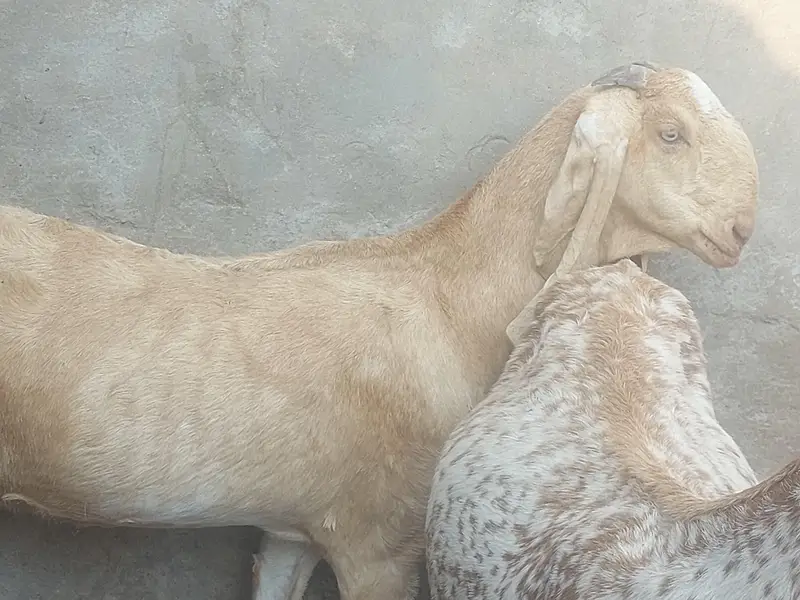 makhi chene females — photo 9