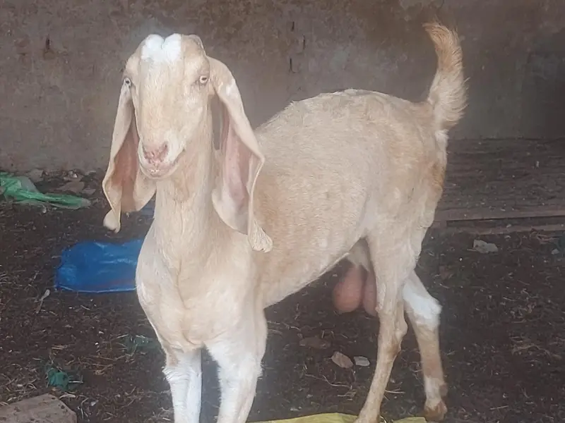 makhi chene females — photo 10