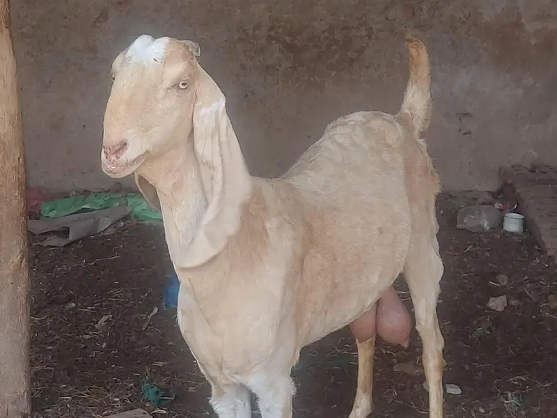 makhi chene females — photo 11