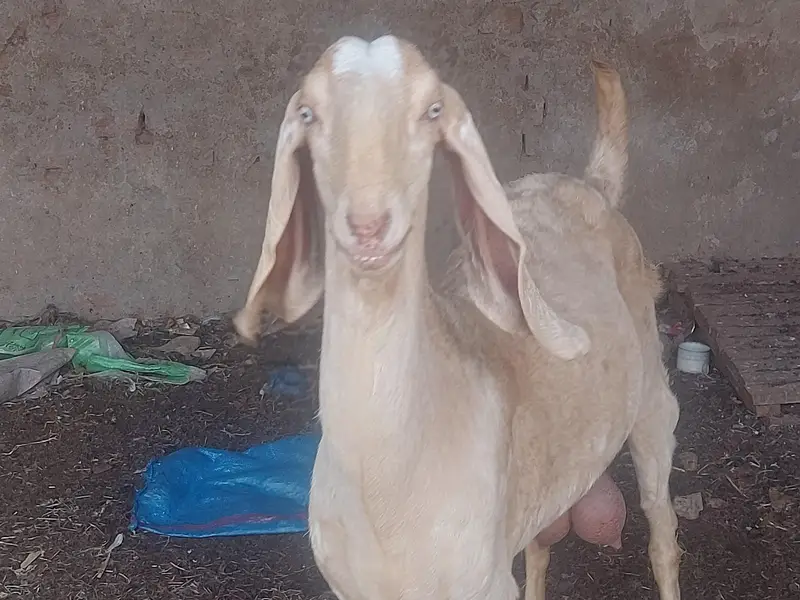 makhi chene females — photo 12