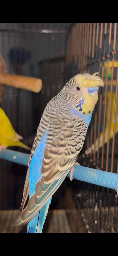 crust budgie parrots and red eyes