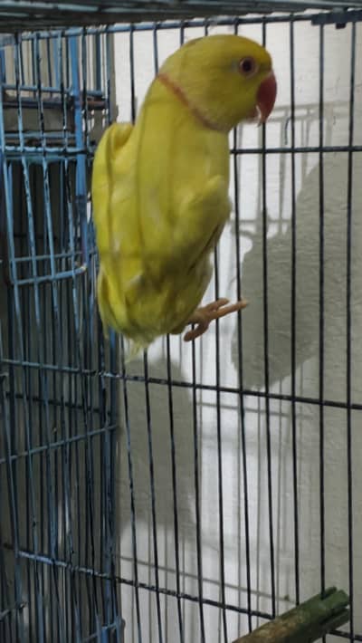 Male Parrot for Sale