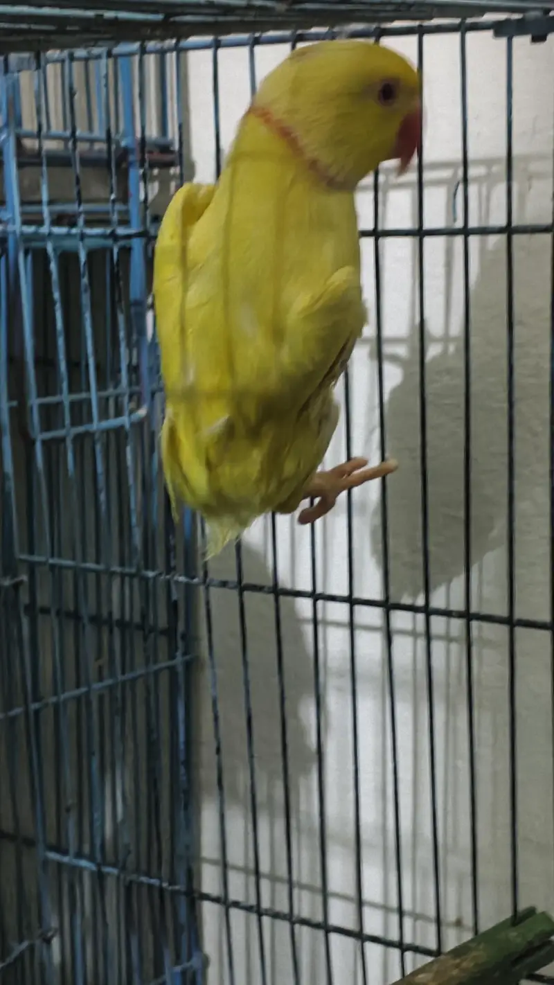 Male Parrot for Sale — photo 2