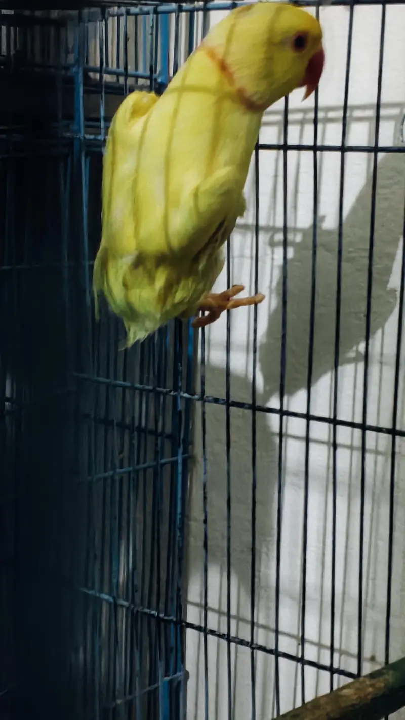 Male Parrot for Sale — photo 3
