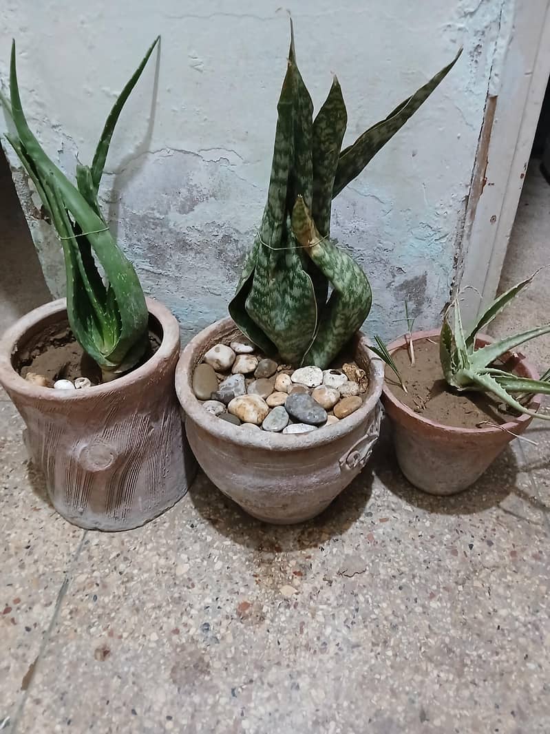 pots with mud only 1
