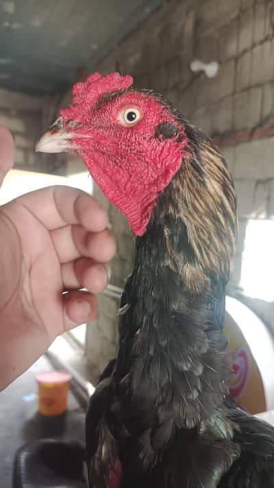 aseel murg for sale