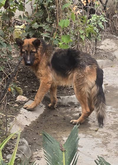 German Shephered Dog