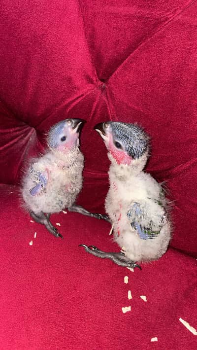 Black cap lory chicks