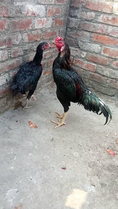 Black Thai pair for sale and aseel mianwali murga for sale