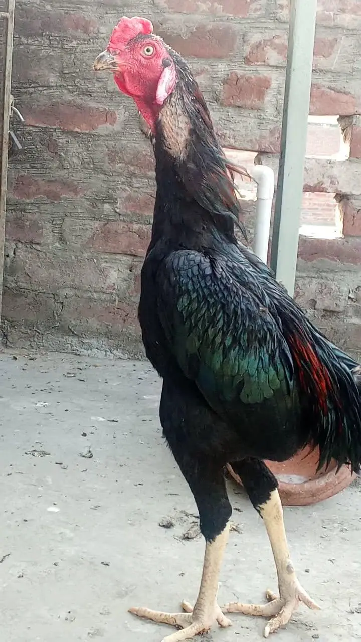 Black Thai pair for sale and aseel mianwali murga for sale — photo 2