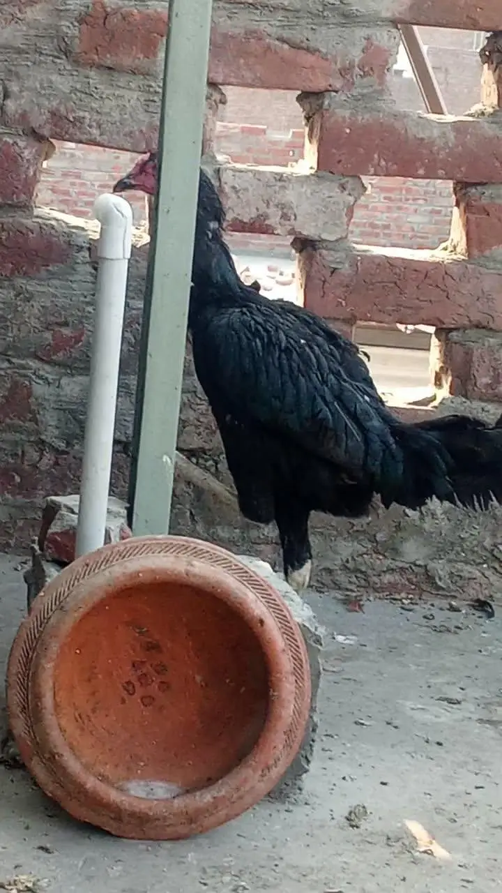 Black Thai pair for sale and aseel mianwali murga for sale — photo 3