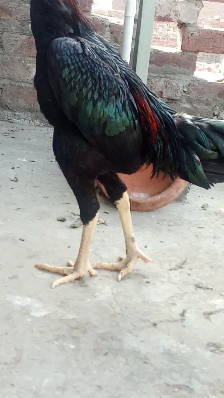 Black Thai pair for sale and aseel mianwali murga for sale — photo 4