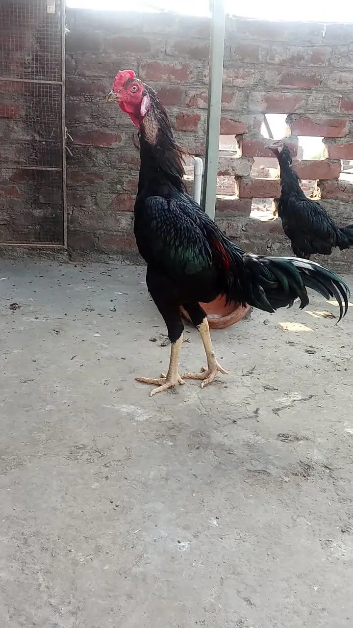 Black Thai pair for sale and aseel mianwali murga for sale — photo 5
