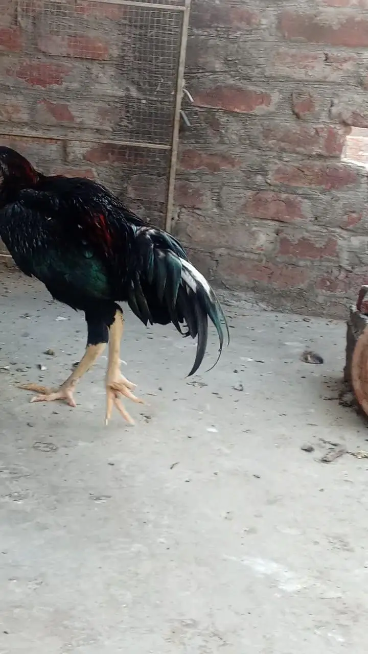 Black Thai pair for sale and aseel mianwali murga for sale — photo 6