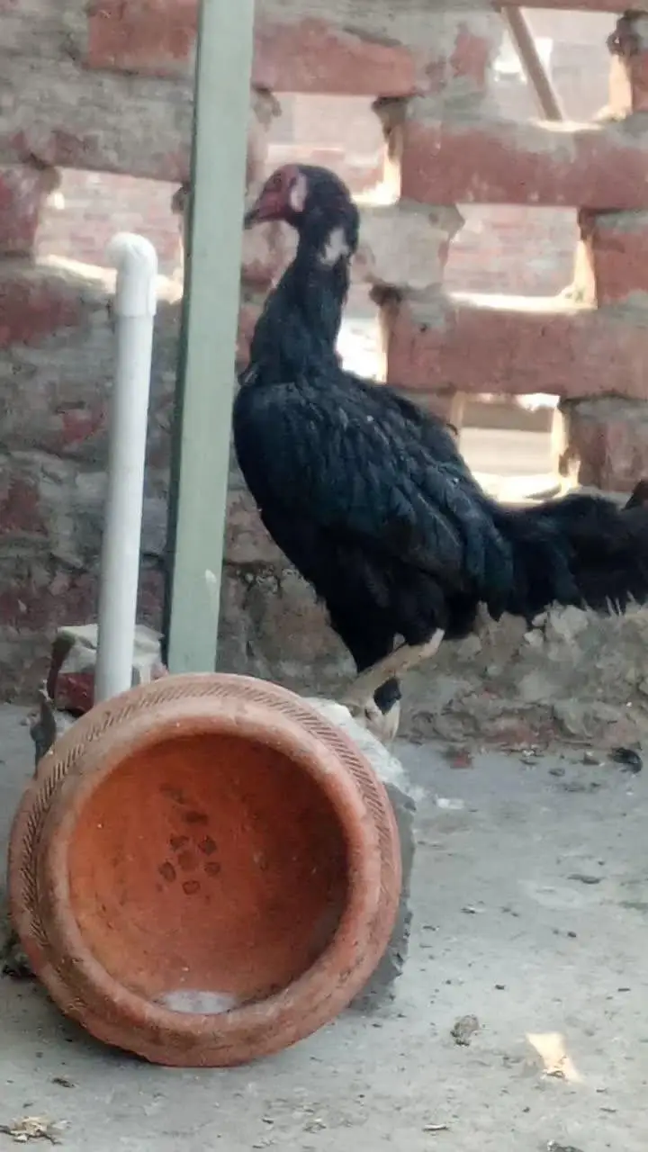 Black Thai pair for sale and aseel mianwali murga for sale — photo 7