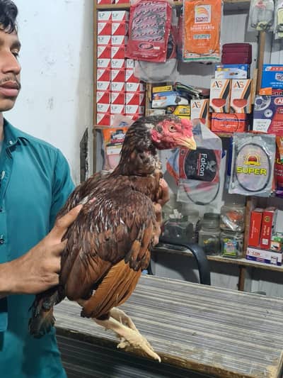 khoriz ma hai jis Bai ko samj at hai wo rabta kara