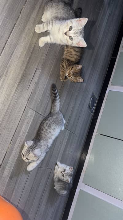 Cats for sale