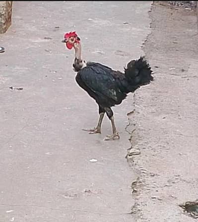 Golden Misri