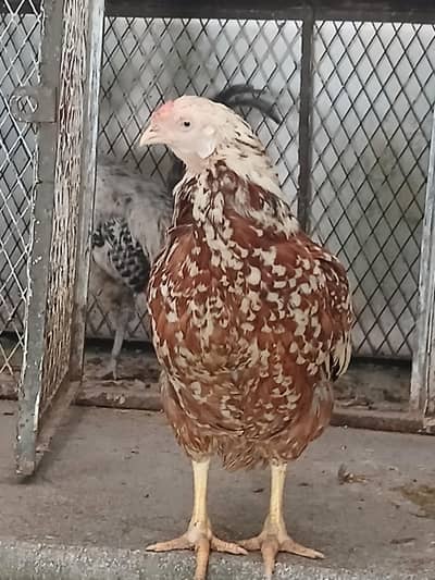 desi cheeni Hen
