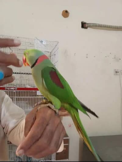 raw parrot for sale urgent and time vaccinations ok