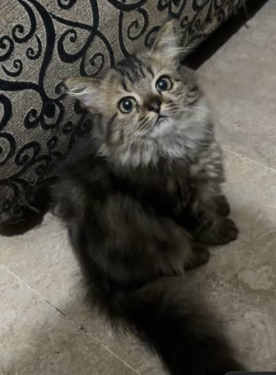 Persian Kitten