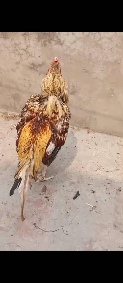 aseel mianwali murga for sale