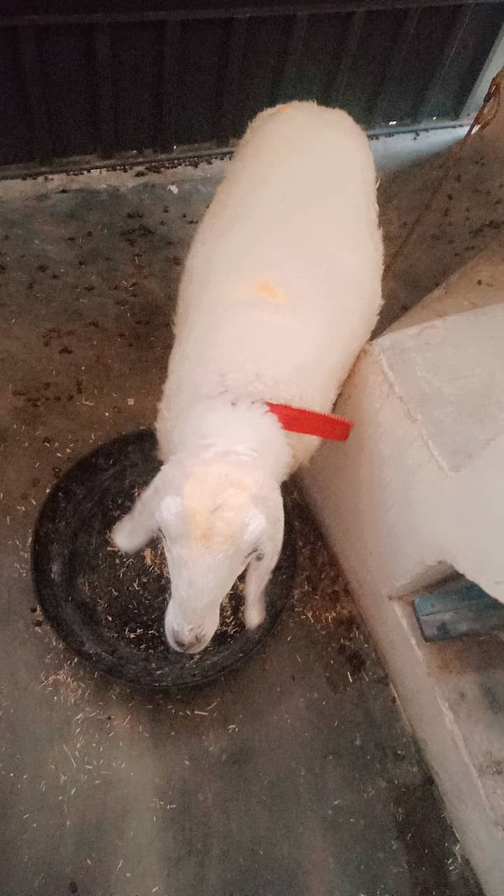 Sheep dunmbi 1