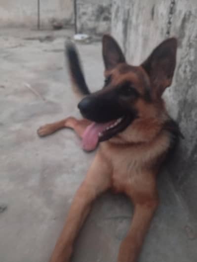German shepherd