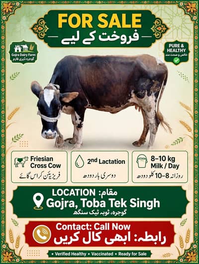 Fersian cross cow for sale in Gojra Farm