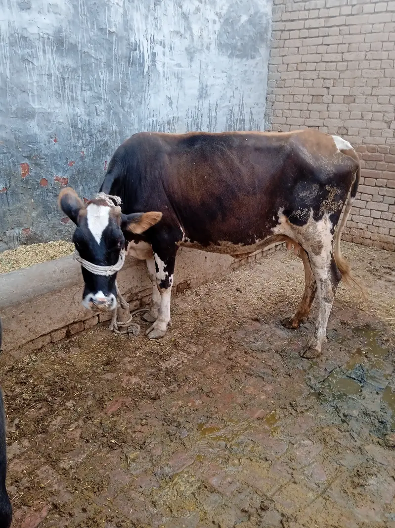 Fersian cross cow for sale in Gojra Farm — photo 2