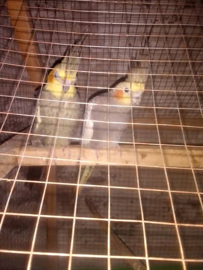 Cocktail parrot breeder pair