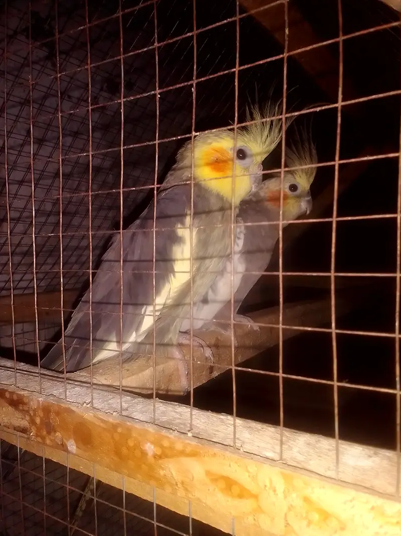 Cocktail parrot breeder pair — photo 2
