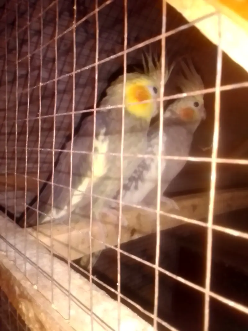 Cocktail parrot breeder pair — photo 3