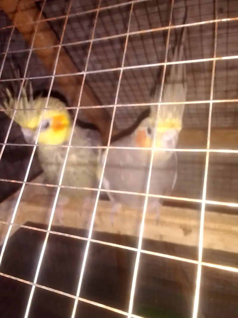 Cocktail parrot breeder pair — photo 4