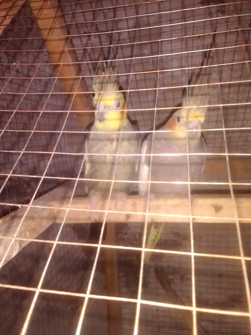 Cocktail parrot breeder pair — photo 5