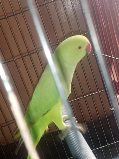 green paroots for sale urgent healthy and active pair