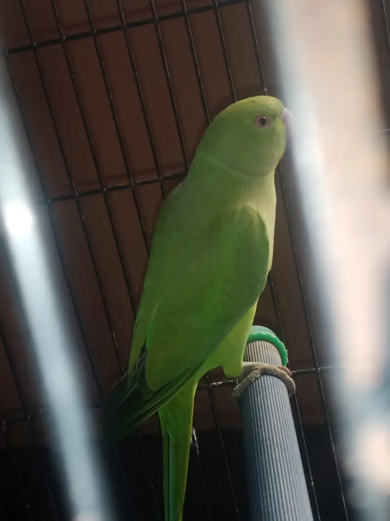 green paroots for sale urgent healthy and active pair — photo 2
