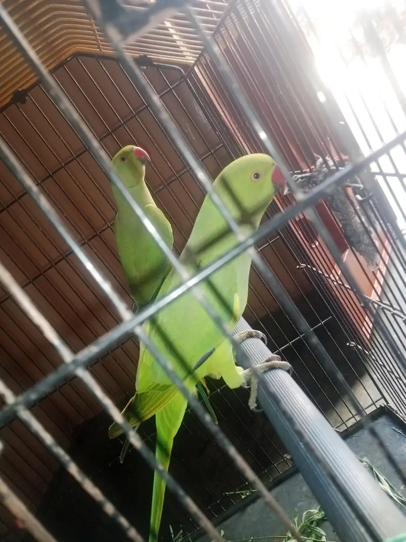 green paroots for sale urgent healthy and active pair — photo 3